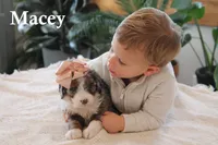 Macey, a female Miniature Bernedoodle for sale in Elida, OH – Photo 3 of 6