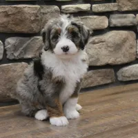 Macey, a female Miniature Bernedoodle for sale in Elida, OH – Photo 2 of 6