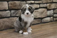 Macey, a female Miniature Bernedoodle for sale in Elida, OH – Photo 2 of 6