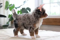 Piper, a female Miniature Bernedoodle for sale in Lima, OH – 2 of 7