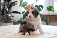 Quincy, a female Miniature Bernedoodle for sale in Lima, OH – 1 of 6