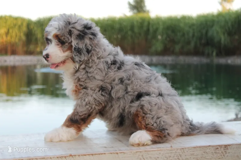 Piper – Miniature Bernedoodle puppy for sale in Lima, OH