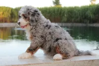 Piper, a female Miniature Bernedoodle for sale in Lima, OH – 1 of 9