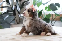Piper, a female Miniature Bernedoodle for sale in Lima, OH – 7 of 7