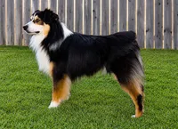 Shiner, a male Miniature Australian Shepherd for sale in Oklahoma City, OK – 7 of 10