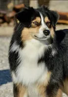 Shiner, a male Miniature Australian Shepherd for sale in Oklahoma City, OK – 2 of 10