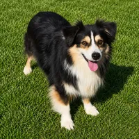 Shiner, a male Miniature Australian Shepherd for sale in Oklahoma City, OK – 1 of 10
