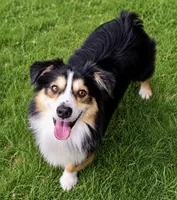 Shiner, a male Miniature Australian Shepherd for sale in Oklahoma City, OK – 5 of 10