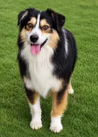 Shiner, a male Miniature Australian Shepherd for sale in Oklahoma City, OK – 6 of 10