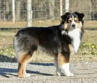 Shiner, a male Miniature Australian Shepherd for sale in Oklahoma City, OK – 3 of 10