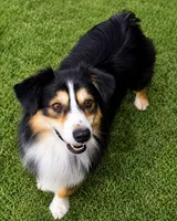 Shiner, a male Miniature Australian Shepherd for sale in Oklahoma City, OK – 4 of 10