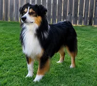 Shiner, a male Miniature Australian Shepherd for sale in Oklahoma City, OK – 8 of 10