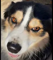 Shiner, a male Miniature Australian Shepherd for sale in Oklahoma City, OK – 9 of 10