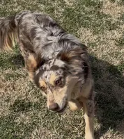 Paris, a female Miniature Australian Shepherd for sale in Oklahoma City, OK – Photo 6 of 10