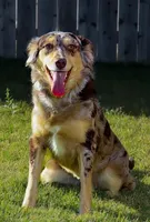 Paris, a female Miniature Australian Shepherd for sale in Oklahoma City, OK – Photo 10 of 10