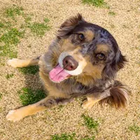 Paris, a female Miniature Australian Shepherd for sale in Oklahoma City, OK – Photo 3 of 10