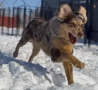 Paris, a female Miniature Australian Shepherd for sale in Oklahoma City, OK – Photo 9 of 10