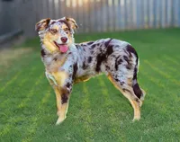 Paris, a female Miniature Australian Shepherd for sale in Oklahoma City, OK – Photo 4 of 10