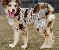 Paris, a female Miniature Australian Shepherd for sale in Oklahoma City, OK – Photo 5 of 10