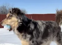 Paris, a female Miniature Australian Shepherd for sale in Oklahoma City, OK – Photo 7 of 10