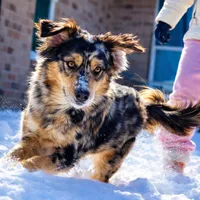 Paris, a female Miniature Australian Shepherd for sale in Oklahoma City, OK – Photo 1 of 10