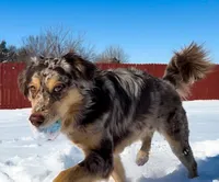 Paris, a female Miniature Australian Shepherd for sale in Oklahoma City, OK – Photo 2 of 10