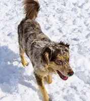 Paris, a female Miniature Australian Shepherd for sale in Oklahoma City, OK – Photo 8 of 10
