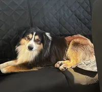 Shiner, a male Miniature Australian Shepherd for sale in Oklahoma City, OK – 10 of 10