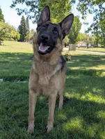 AKC/OFA/DM clear M, a male German Shepherd Dog for sale in Grants Pass, OR – 4 of 6