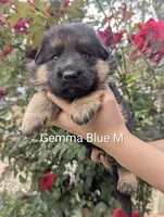 AKC/OFA/DM clear Blue 💙 M, a male German Shepherd Dog for sale in Grants Pass, OR – 2 of 4