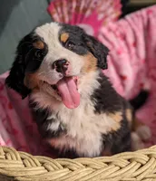 Pending Sale, a female Bernese Mountain Dog for sale in Grants Pass, OR – Photo 2 of 6