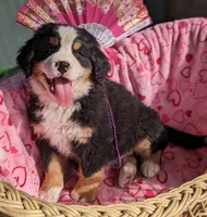 Pending Sale, a female Bernese Mountain Dog for sale in Grants Pass, OR – Photo 5 of 6