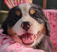 Pending Sale, a female Bernese Mountain Dog for sale in Grants Pass, OR – Photo 1 of 6
