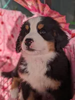 Pending Sale, a female Bernese Mountain Dog for sale in Grants Pass, OR – Photo 6 of 6