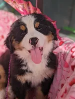 Pending Sale, a female Bernese Mountain Dog for sale in Grants Pass, OR – Photo 3 of 6