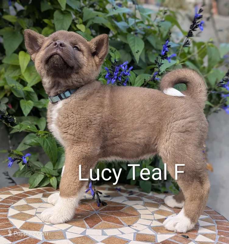 Chocolate Female Blue 🩵 – Akita puppy for sale in Grants Pass, OR