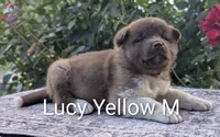 Embark tested parents yellow 💛 M, a male Akita for sale in Grants Pass, OR – 4 of 6