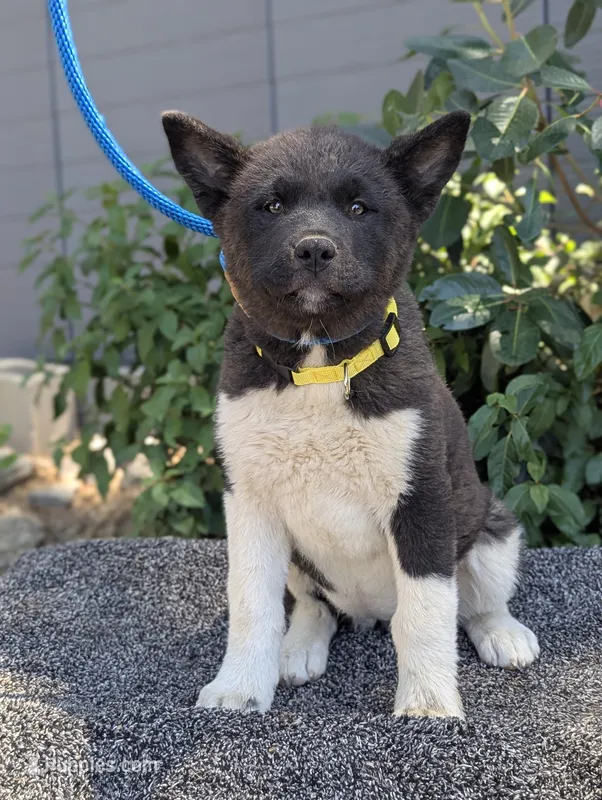 Trained, large female  – Akita puppy for sale in Grants Pass, OR