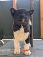 Embark tested parents , a female Akita for sale in Grants Pass, OR – 1 of 5