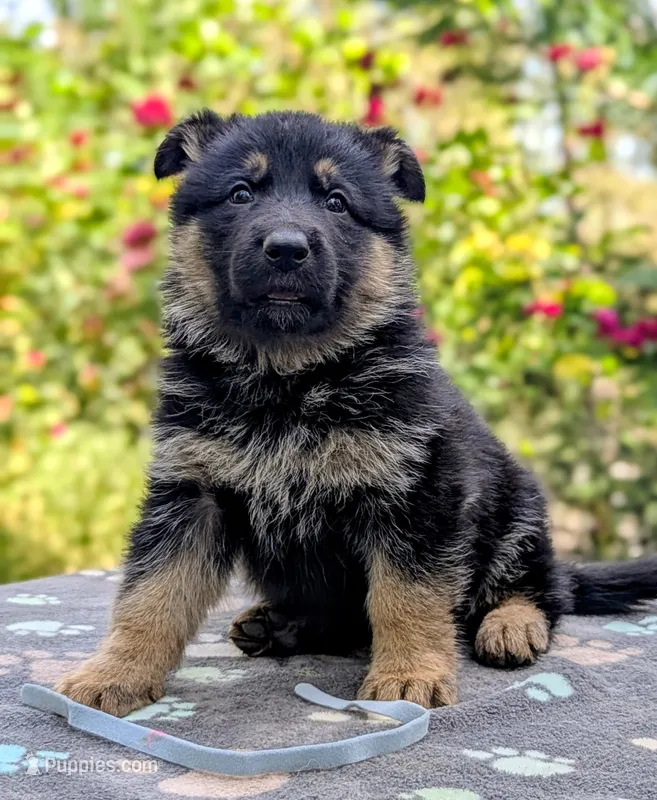 AKC/OFA/DM clear  – German Shepherd Dog puppy for sale in Grants Pass, OR