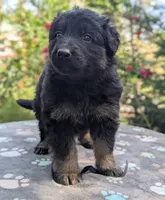 AKC/ OFA/ DM clear, a female German Shepherd Dog for sale in Grants Pass, OR – 5 of 8