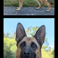 AKC/ OFA Blue 💙 M, a male German Shepherd Dog for sale in Grants Pass, OR – Photo 4 of 4