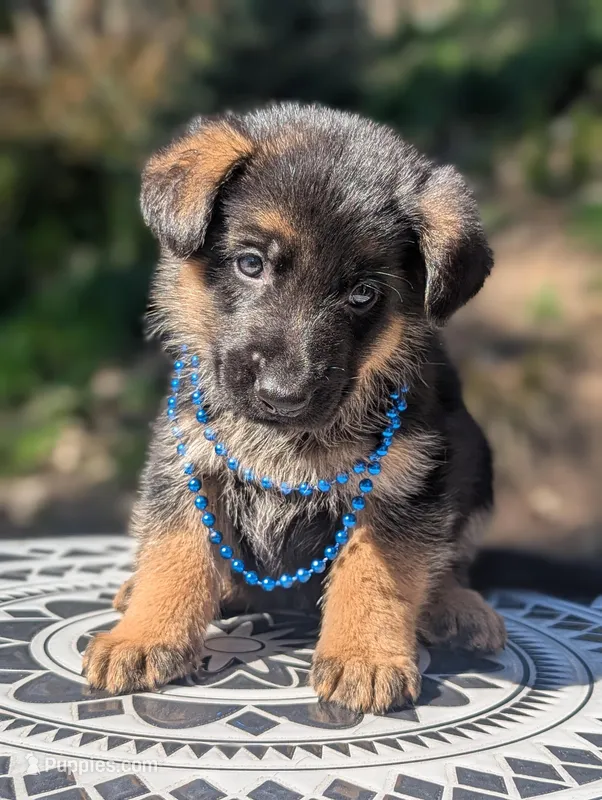 AKC/ OFA Blue 💙 M