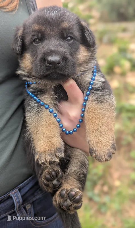 AKC/ OFA Blue 💙 M