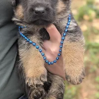 AKC/ OFA Blue 💙 M, a male German Shepherd Dog for sale in Grants Pass, OR – Photo 1 of 4
