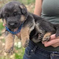 AKC/ OFA Blue 💙 M, a male German Shepherd Dog for sale in Grants Pass, OR – Photo 2 of 4