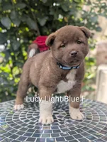 Chocolate Female Blue 🩵, a female Akita for sale in Grants Pass, OR – 2 of 4