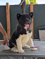 Embark tested parents , a female Akita for sale in Grants Pass, OR – 2 of 9