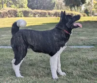 Great pup , sale price , a female Akita for sale in Grants Pass, OR – 1 of 10