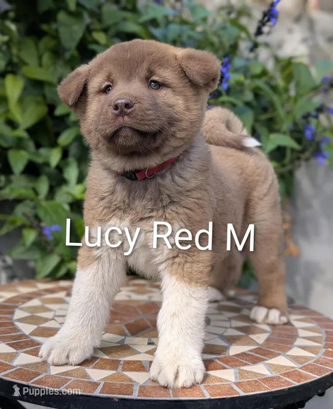 Chocolate Male Red ♥️ M – Akita puppy for sale in Grants Pass, OR